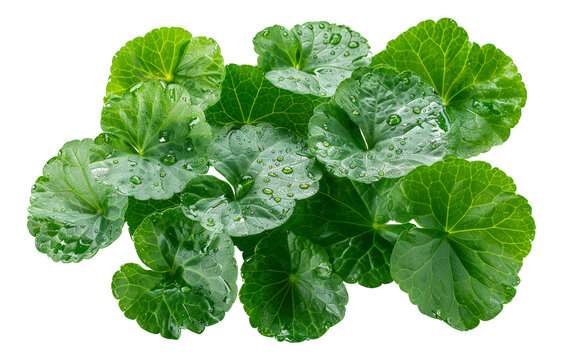 Fresh green wasabi leaves on transparent background - stock png.