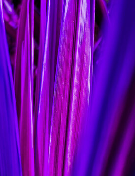 Purple Plant Leaves