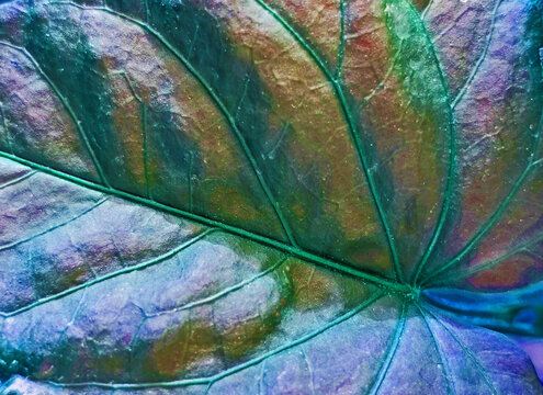 leaf texture