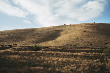 herd of horses graze in the valley on the hills of the meadow in autumn at sunset