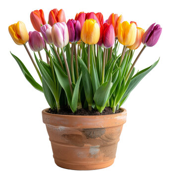 Potted multicolored tulips blooming in terracotta pot, cut out - stock png.