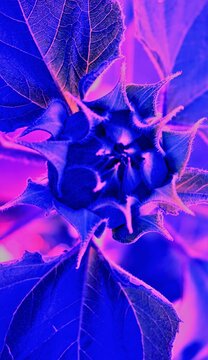 Abstract Sunflower Bud