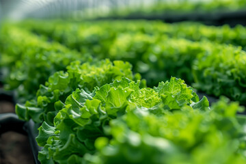 Rows of Lettuce Growing in a Greenhouse