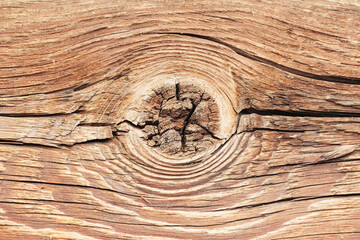 Wood knot background. Grunge wooden texture. Dry plank cracks pattern. Cut tree slice cross...