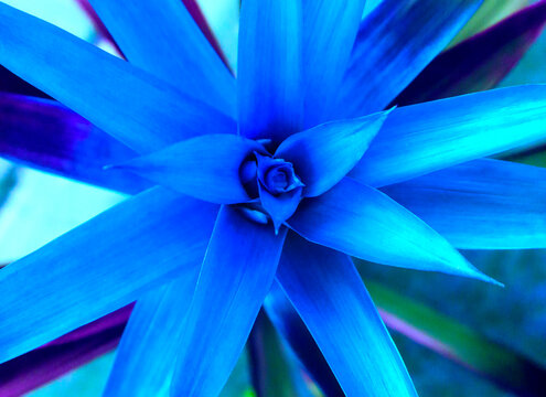 Blue Tropical Plant