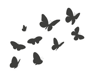  butterflies flying buterfly flok