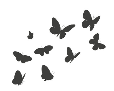  butterflies flying buterfly flok