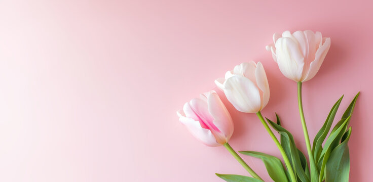 Flat lay, top view of spring flowers. Blooming pink tulips on pastel background with copy space. Valentine's Day, Birthday, Easter, Happy Women's Day, Mother's Day. Generative AI