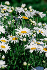 Fototapeta premium A field of white daisies in a meadow