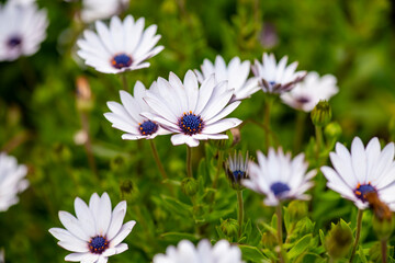 Dimorphotheca ecklonis (Cape marguerite)  Osteospermum Spring flowers of purple daisy type, Cape Marguerite, green background
