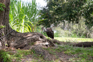 A limpkin standing on a tree's root looking for food