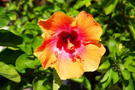 An orange with red center hibiscus flower