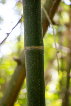 Green bamboo shaded.