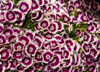 Fototapeta premium Dianthus barbatus flower, dark purple flowers with white edges