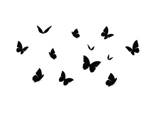 butterflies 