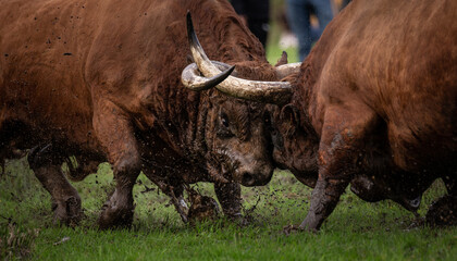 A traditional Bull Fight during the popular party of Father is Day, Povoa de Lanhoso, Braga,...