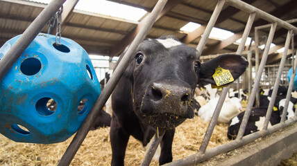 A young animal in the big barn, a young cow tries to stick its head through the fence, the nose is...