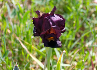 Iris purple (lat. - Iris atropurpurea), endemic in the Israel