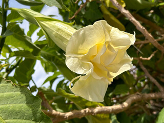 Flower of Angels trumpet (lat.- Brugmansia arborea)