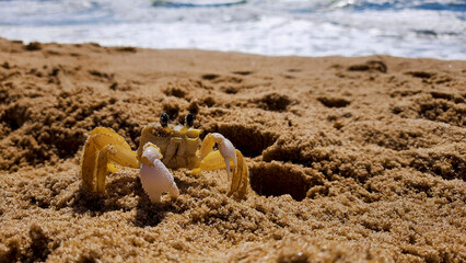 Fototapeta na wymiar Ghost Crab on a Subtropical Beach