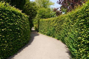 Hecken im Irrgarten im Schlossgarten vor dem Schloss Mosigkau in Dessau-Roßlau im Dessau-Wörlitzer Gartenreich in Sachsen-Anhalt