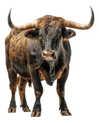 Majestic brown bull with long horns facing forward on transparent background - stock png.