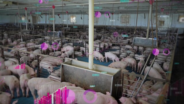 Smart precision agriculture pig farm with digital graphic overlays in a controlled environment. Animation of technology graphs and data - Powered by Adobe