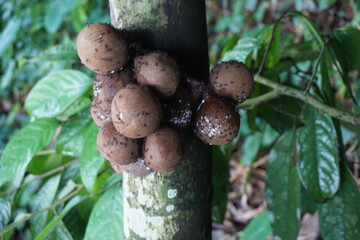 Stelechocarpus burahol (kepel, burahol, kepel fruit, kepel apple). The fruit this plant is sweet, a...