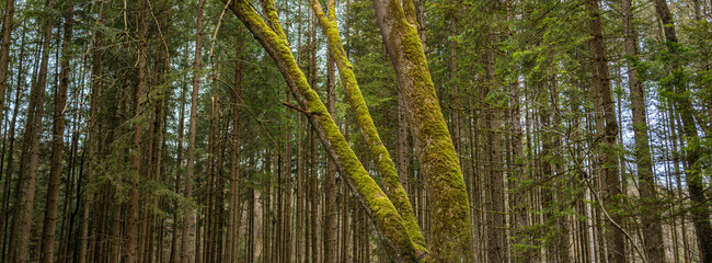 Panoramic shot of conifers - tree trunks in the forest