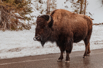 a bison with a tongue out in Yellowstone national park