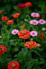 Colourful Flowers - Beautiful flowers in Garden