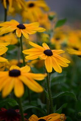 Colourful Flowers - Beautiful flowers in Garden