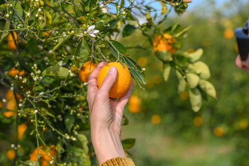 Woman picking orange from tree 1