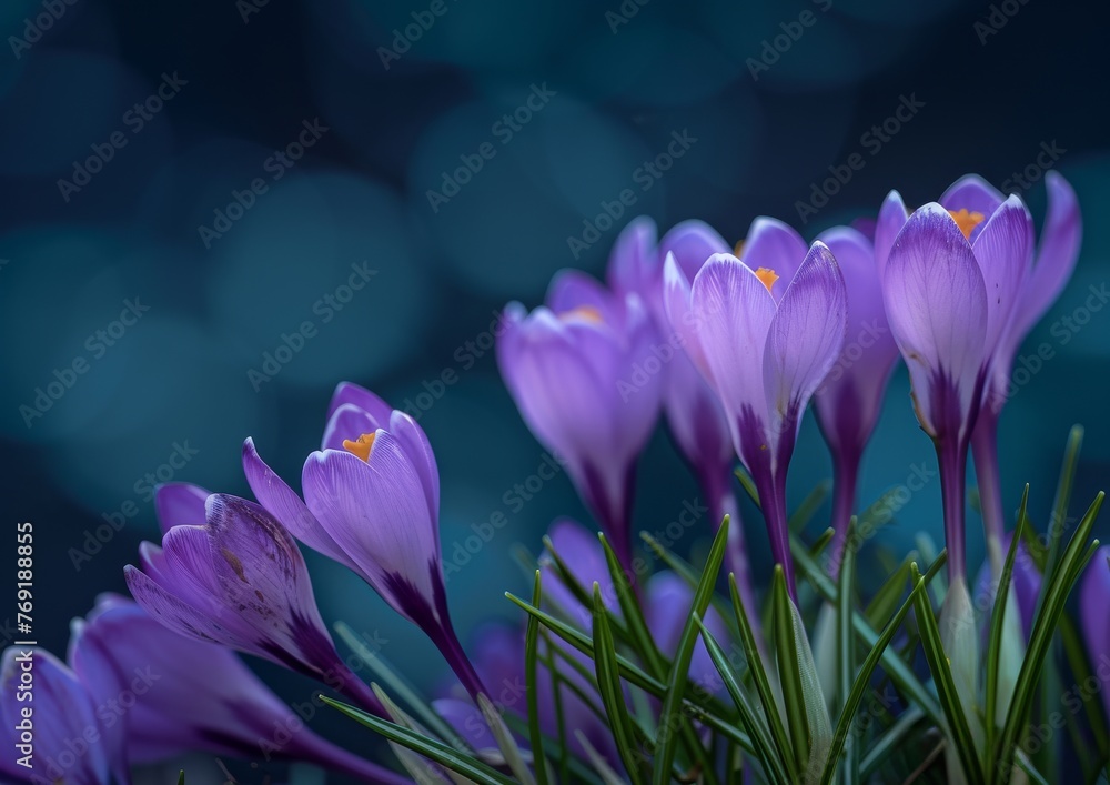 Wall mural magical spring bloom of crocuses, crocus flowers. dark blue and purple palette. generative ai.