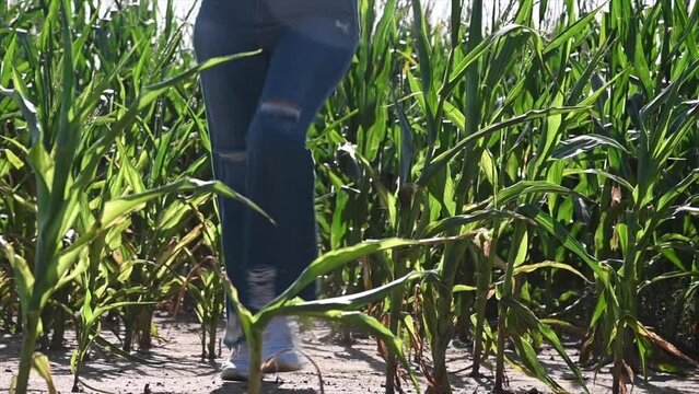 woman running through corn escaping from jack russell terrier dog