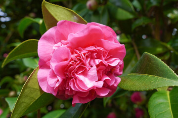 pink camellia flower in seasonal bloom. flowering garden shrub in spring.