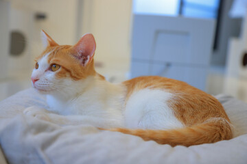 cat on the bed