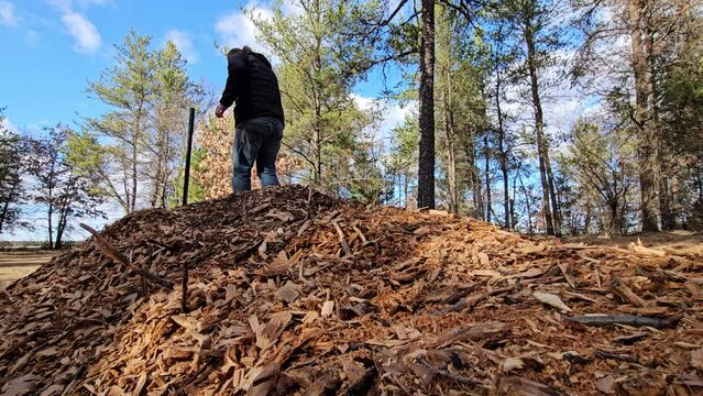 Man in black jacket quickly trudge or walk through pile of mulch made from shredded oak timber ready to be used in garden as bedding.