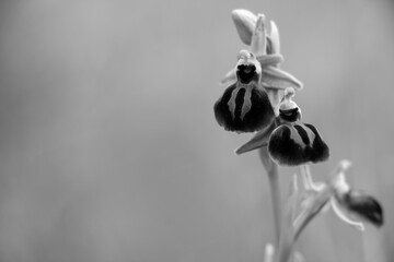 Early spider-orchid isolated. Also called bee orchid, wasp orchid and passiontide orchid. Black and white photo. Greek wildflowers. Ophrys sphegodes.