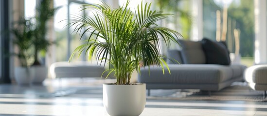Areca palm in a spacious white container indoors