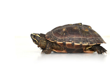 turtle isolated on white