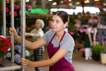 Hired female worker in an apron moves racks with houseplants in a greenhouse