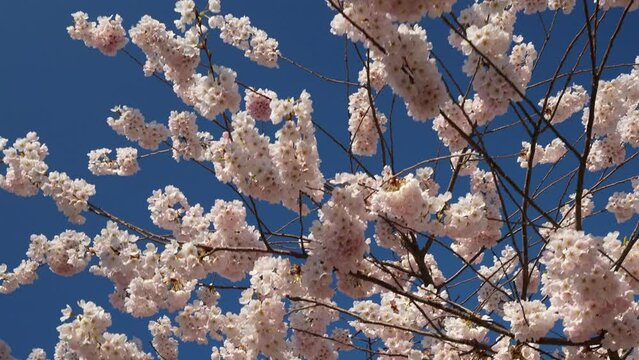 Blossoming Cherry Branches Against a Clear Blue Sky Springtime