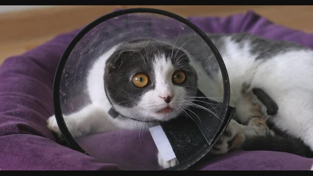 A white and gray cat after surgery on leg with a plastic collar lies on the bed, the concept of veterinary medicine