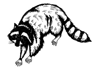 Raccoon engraving  PNG illustration with transparent background © Oleksandr Pokusai