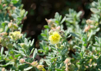 Spring bloom of a wild Sun-flower (lat.- Helianthemum stipulatum)