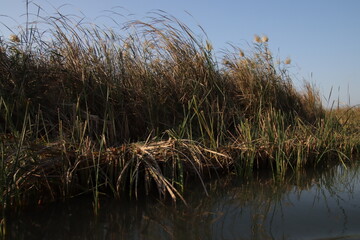 Marshes of chibayish in iraq with cane and blue sky in iraq