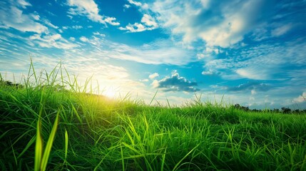 Soft green grass field beneath the open sky.