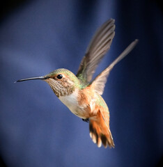 Hummingbird