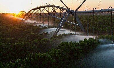 Irrigation of coffee plants at dawn near Luis Eduardo Magalhaes, Bahia, Brazil, South America